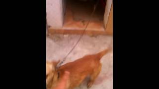 El Perro Más Bravo Y Alto Del Mundo