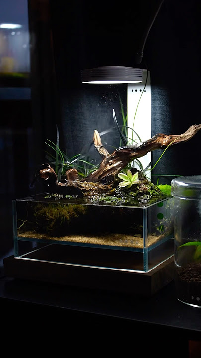 Dooa neo glass air. Available @aquaforestaquarium7001 #aquarium #dooa #ada #aquadesignamano