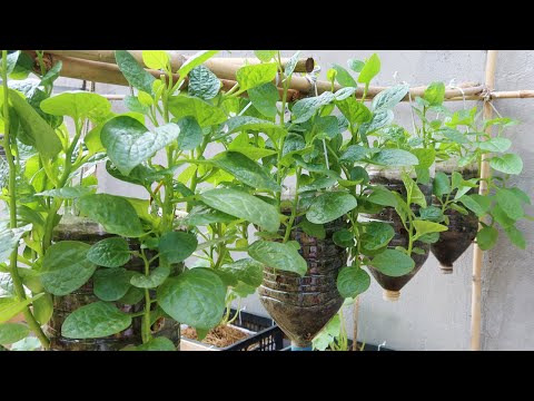 How to grow spinach with space saving, growing spinach hanging in plastic bottles