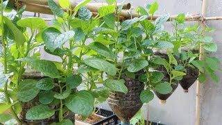 How to grow spinach with space saving, growing spinach hanging in plastic bottles