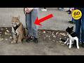The Funniest Animal Videos of 2026 You'll Ever See! 🤣 Mp3 Song