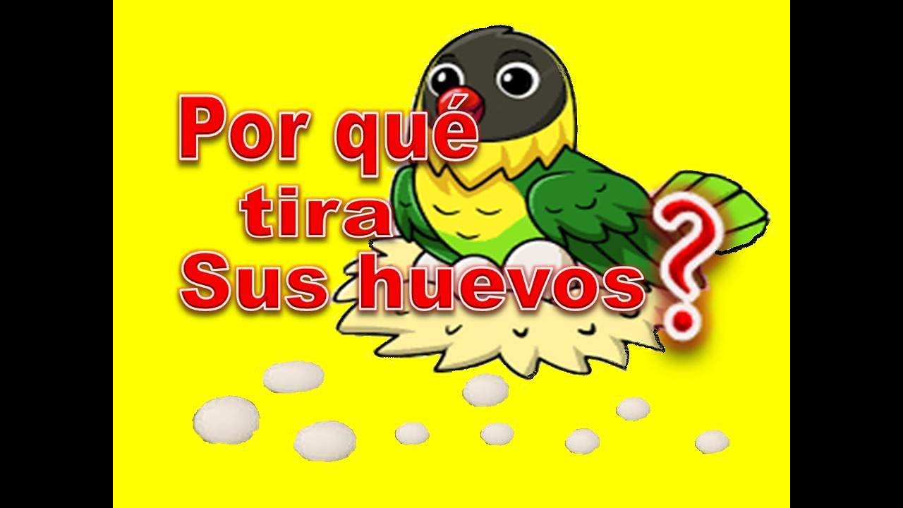 ¿Por qué los periquitos australianos sacan los huevos del nido? - YouTube