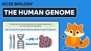 Studying the Human Genome - GCSE Biology