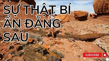 Tìm Hiểu Về Độc Đáo và Kỳ Diệu của Gỗ Hóa Thạch