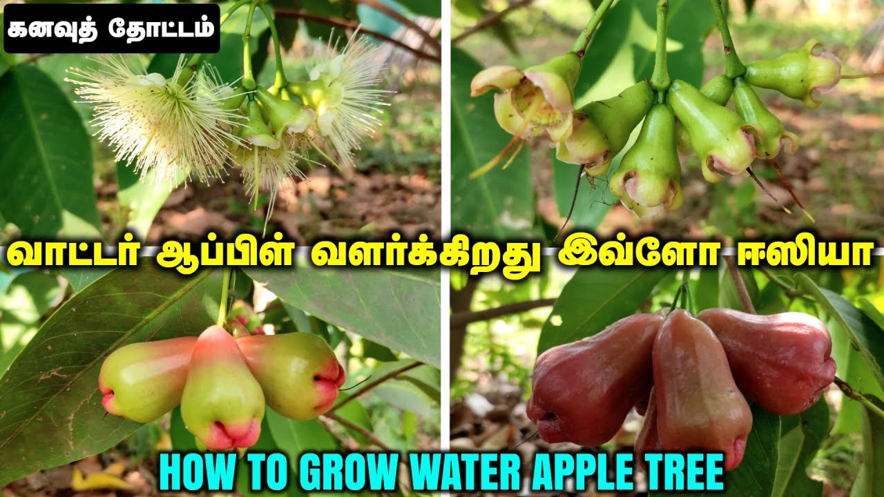 கனவுத் தோட்டம் | வாட்டர் ஆப்பிள் வளர்க்கிறது இவ்ளோ ஈஸியா !!! | HOW TO GROW WATER APPLE TREE