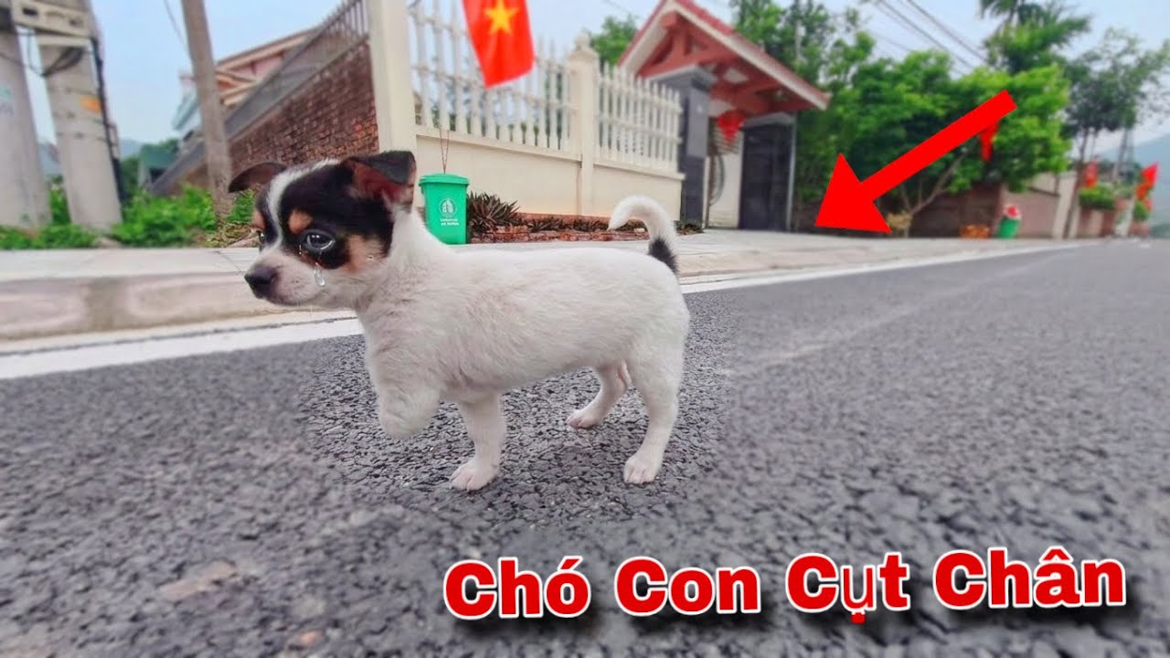 Nhận Nuôi Chó Con Tội Nghiệp Bị Khuyết Tật Cụt Một Chân Và Bị Chủ Bỏ Rơi Đem Đi Vứt | Dương KC