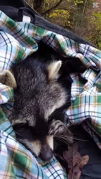 #femmvoyage #raccoon #wildlife #ardennes #nature #naturelovers #wanderlust #raccoonrescue #travel