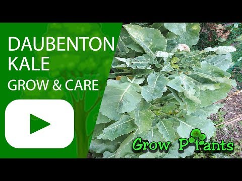 Daubenton kale - grow, care & Eat