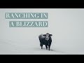 PILOT - PREPARING THE ANIMALS AND RANCH FOR A BIG BLIZZARD