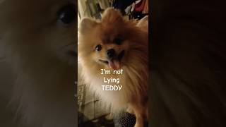 Ted Talks  #dog #shorts #cute