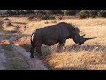South African Safari Shamwari Once In A Lifetime Experience South African Safari Shamwari Once In A Lifetime Experience