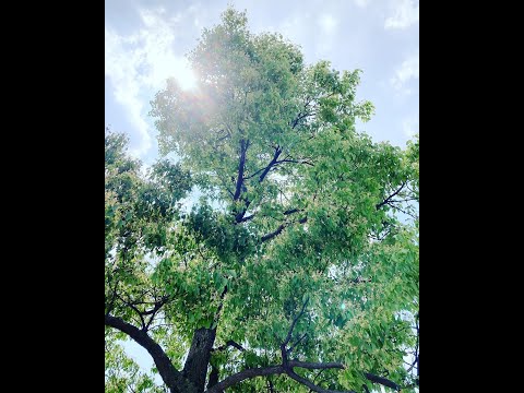 青春の影/チューリップ　アカペラcovered by oto_iro