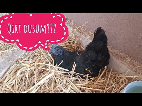 Video: Toyuqu süni yolla mayalamaq olar?