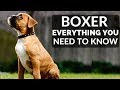 BOXER 101 - Everything You Need To Know About Owning A Boxer Puppy