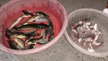 câu cá rô đồng quê hương Củ Chi/fishing in the countryside of Cu Chi