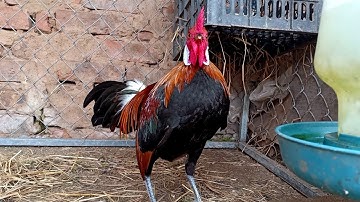 Gà Rừng Mồi ( F2 ) Hoàng Thắng