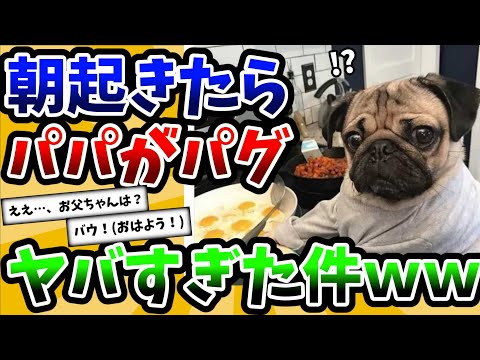 【2ch動物スレ】お父さんみたいなパグが可愛くてヤバすぎた件ｗｗｗ