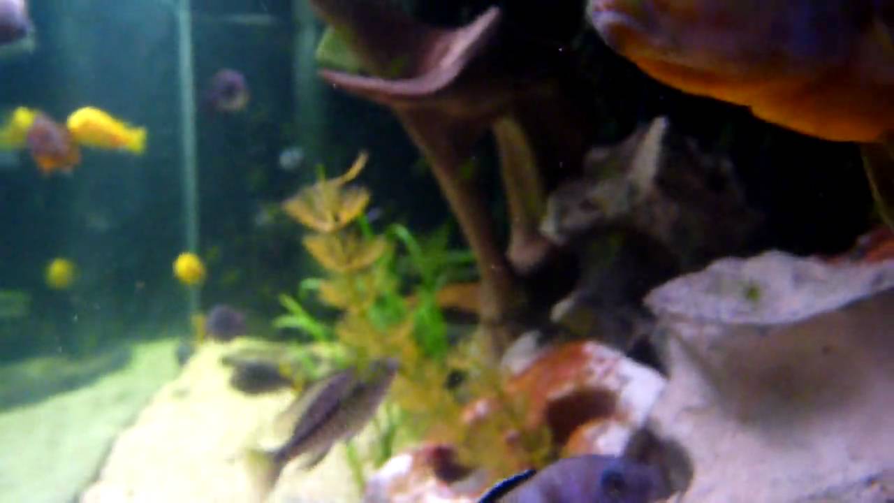 african cichlid tank mates My dominant rusty