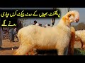 Sasti mundri bharro ki mandi 03314765253 mundra goat farm  mno 1 apr 2024