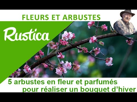 Vidéo: Comment Choisir Des Plantes Pour Un Bouquet D'hiver