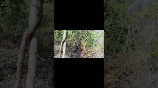 Most Dangerous Animals of the Amazon Jungle