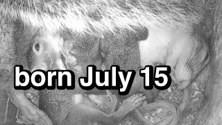 🔴inside squirrel nest with babies born July 15 - #SqNL-1of6: 🇺🇸🎗🇺🇦