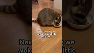 Daughter didn’t know it was a raccoon?🥺❤️ #wholesome #animals