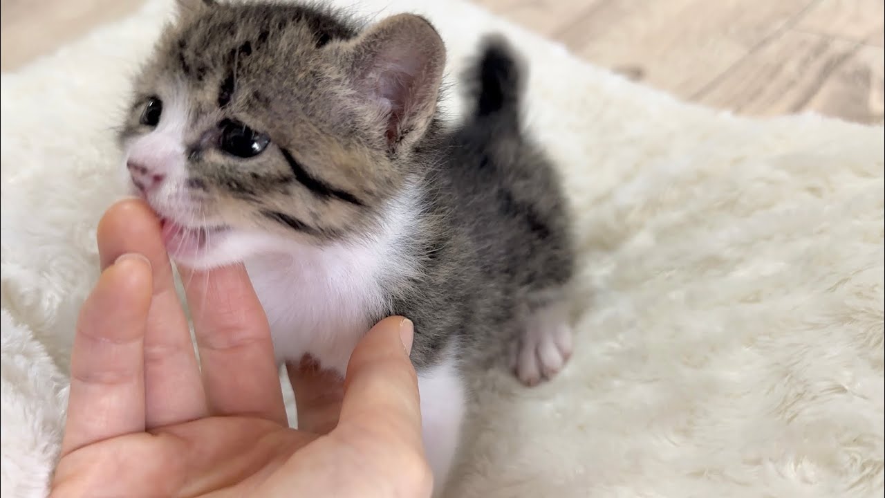 生後27日 ミルクを飲みたいとおひざでアピールする子猫【山菜兄妹#26】Kitten coming to your lap and begging for milk.