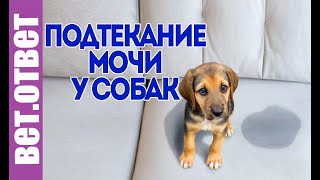 Чем лечить недержание мочи у собак.