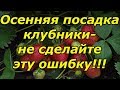 ОСЕННЯЯ ПОСАДКА КЛУБНИКИ-ОЧЕНЬ ВАЖНЫЕ МОМЕНТЫ!