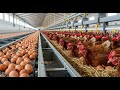 How chicken farms make millions of eggs | Inside Modern Chickens farm