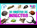 Los insectos y bichos  insects  30 minutos
