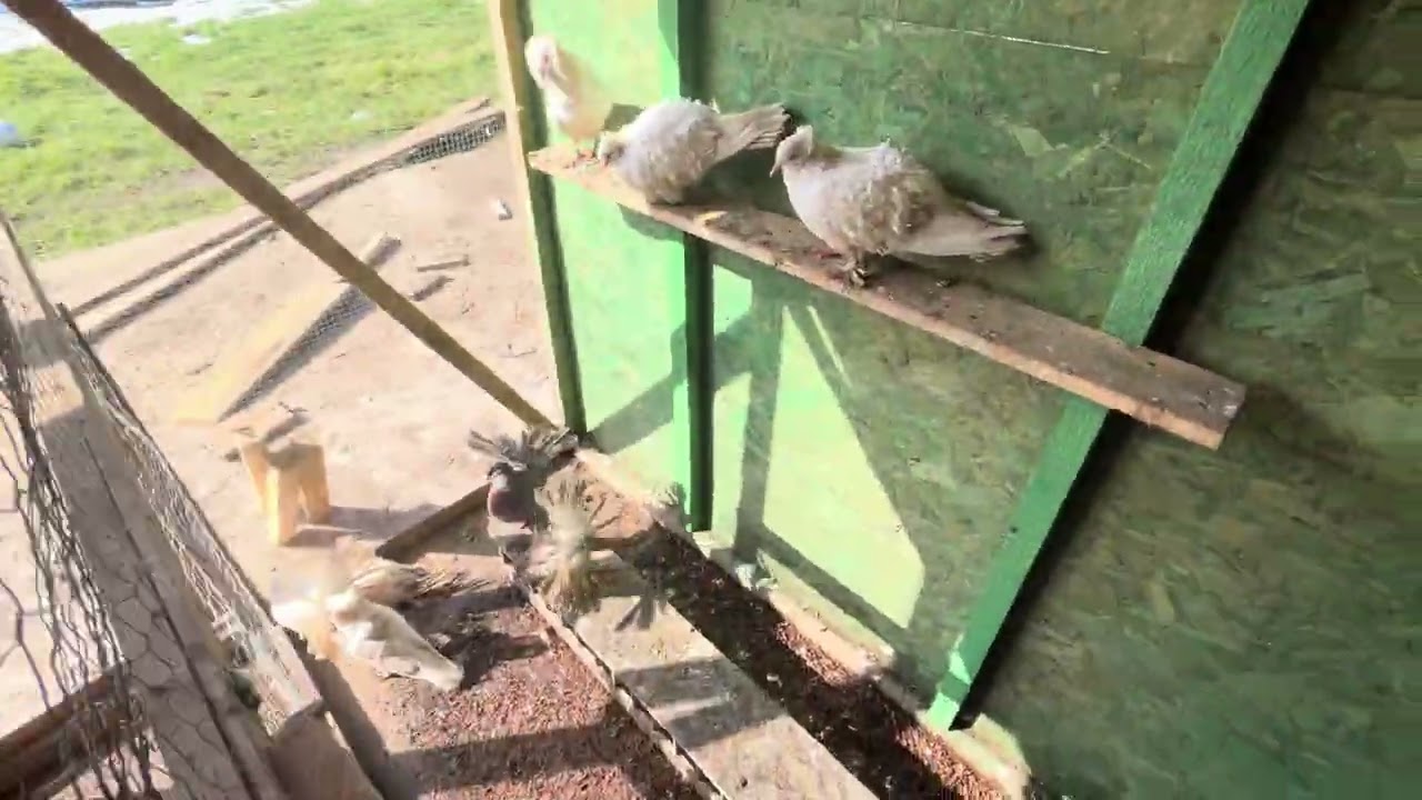 Prima zi de primăvară la porumbei 2026!