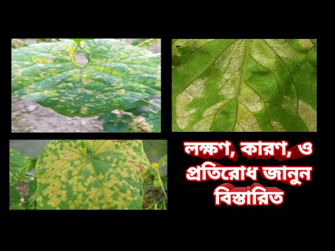 ভিডিও: বীট ডাউনি মিলডিউ