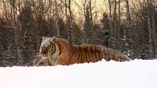 Endangered Siberian Tiger Playing In Winter Snow