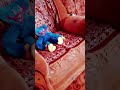 аллигатор