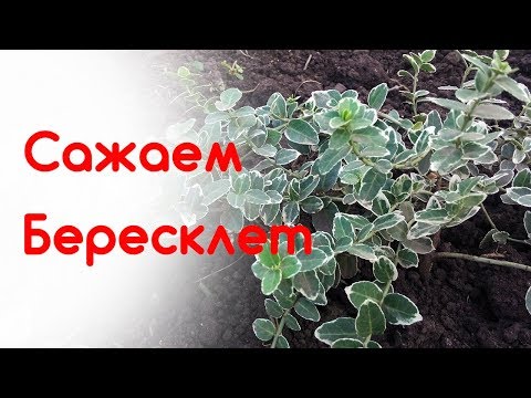 Бересклет посадка и размножение осенью