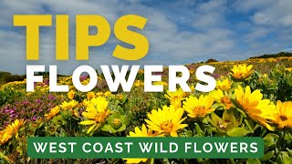 West Coast Wild Flowers - Top Tips that will make your trip even better!