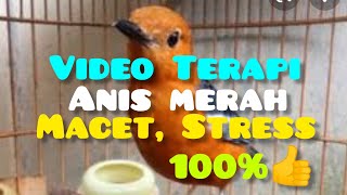 @taichimadechannel Pancingan Anis Merah Macet Bunyi