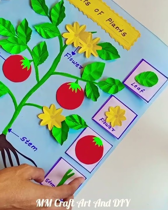 parts Of Plants Science Project Model #sciencetlm #tlmmaking #ytshorts #diy #projects