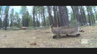 Badger on the run