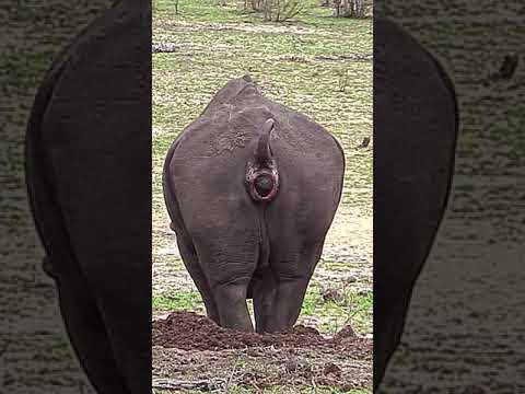 Rhino pooping marking his territory in Kruger National Park #Shorts