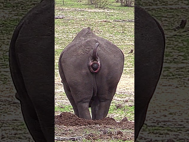 Rhino pooping marking his territory in Kruger National Park #Shorts class=