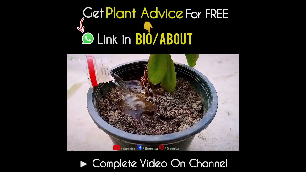 How To Water Daisy Flower Plant Correctly Safely 