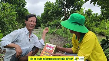 CÁCH CẮT TỈA CÀNH TẠO TÁN VÀ BÓN PHÂN CHO MÍT 1 NĂM TUỔI NHANH PHÁT TRIỂN