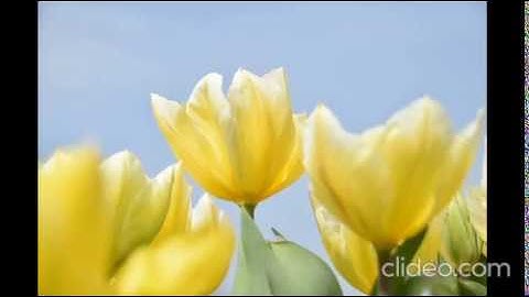 المصحف المعلم مشارى راشد ترديد اطفال جزء عم سورة الانفطار