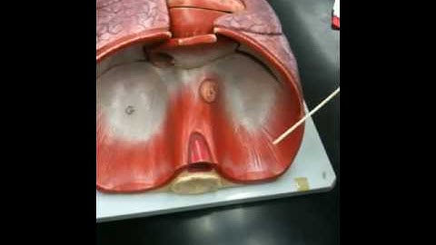 Thoracic model part I test # 3