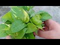 ये 3 चीज़े Money Plant में Expert बना देंगी||Simple 3 Secrets To Money Plant||Money Plant Bushy