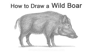 How to Draw a Wild Boar