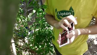 Tutorial Atom X